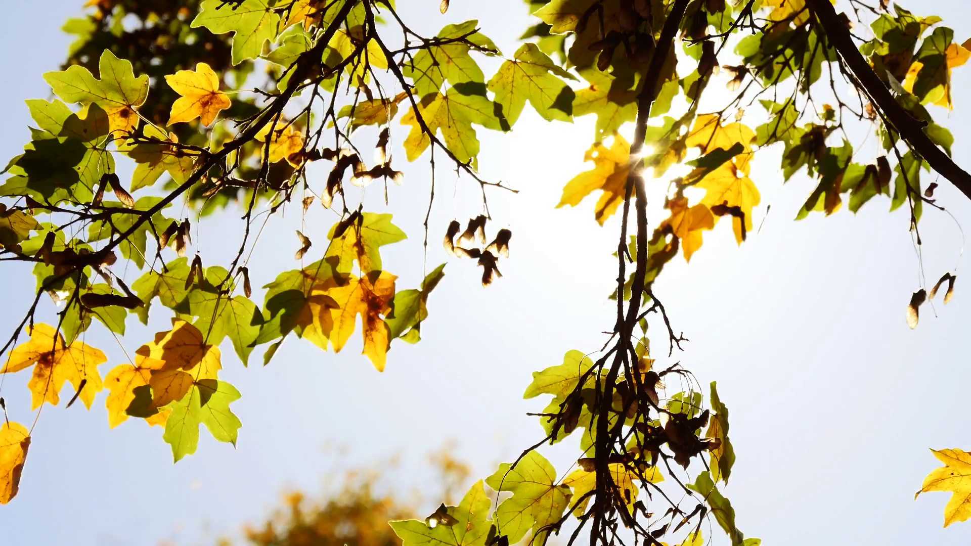 Wind Breeze Moving Tree Branches Around Stock Footage SBV-307650506 ...