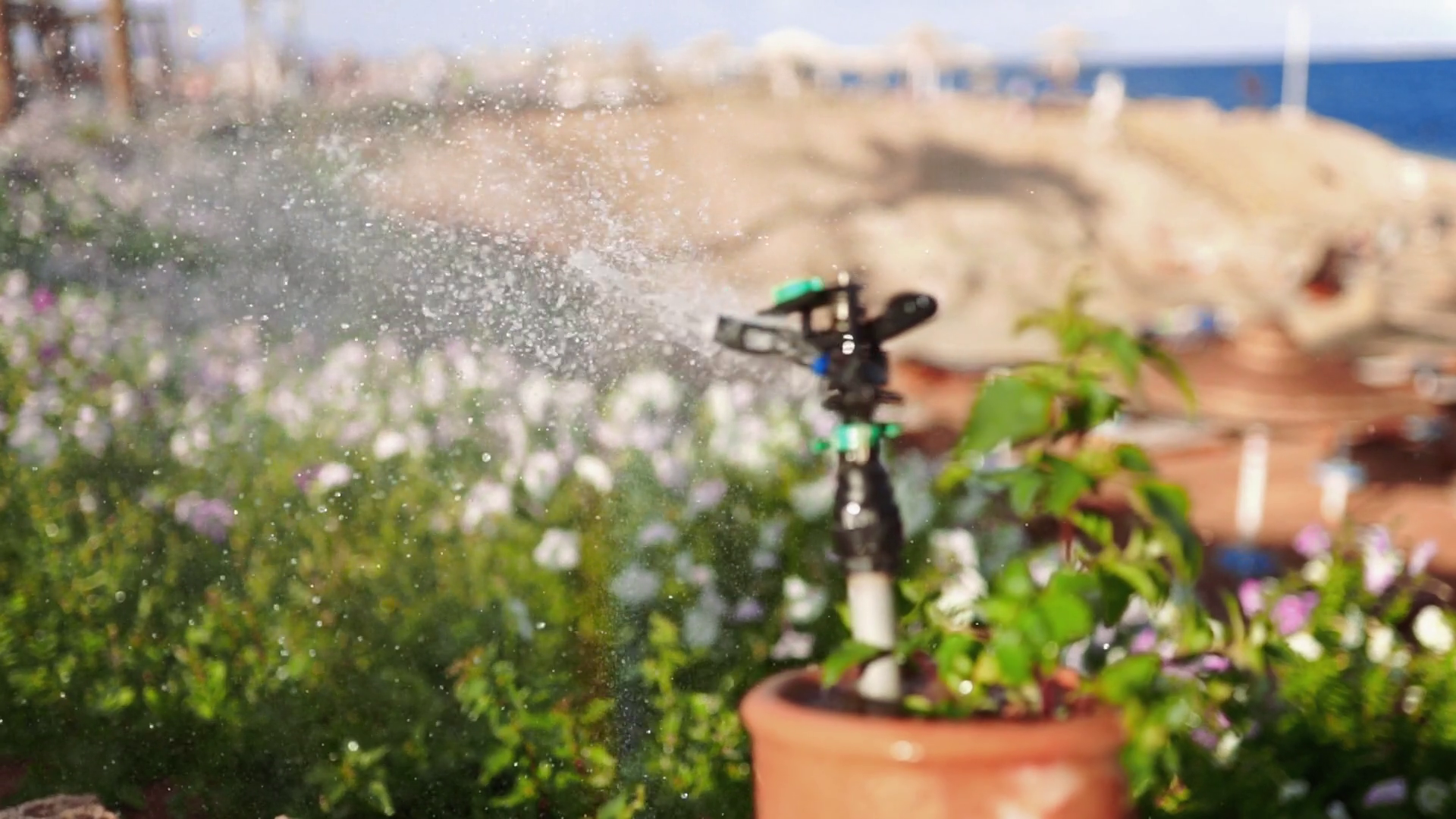 Auto Watering Of Lawn With Flowers In Hot Stock Footage SBV332647062