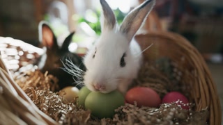 Two adorable rabbits, one black and one white, are curiously interacting with a basket filled with colorful eggs and soft straw. Bright and