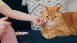 Child offers snack to relaxed orange tabby cat