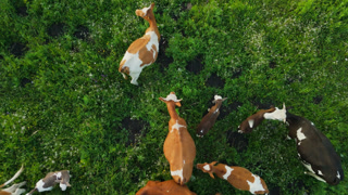 Overhead shot of mixed-breed cows in grassy meadow