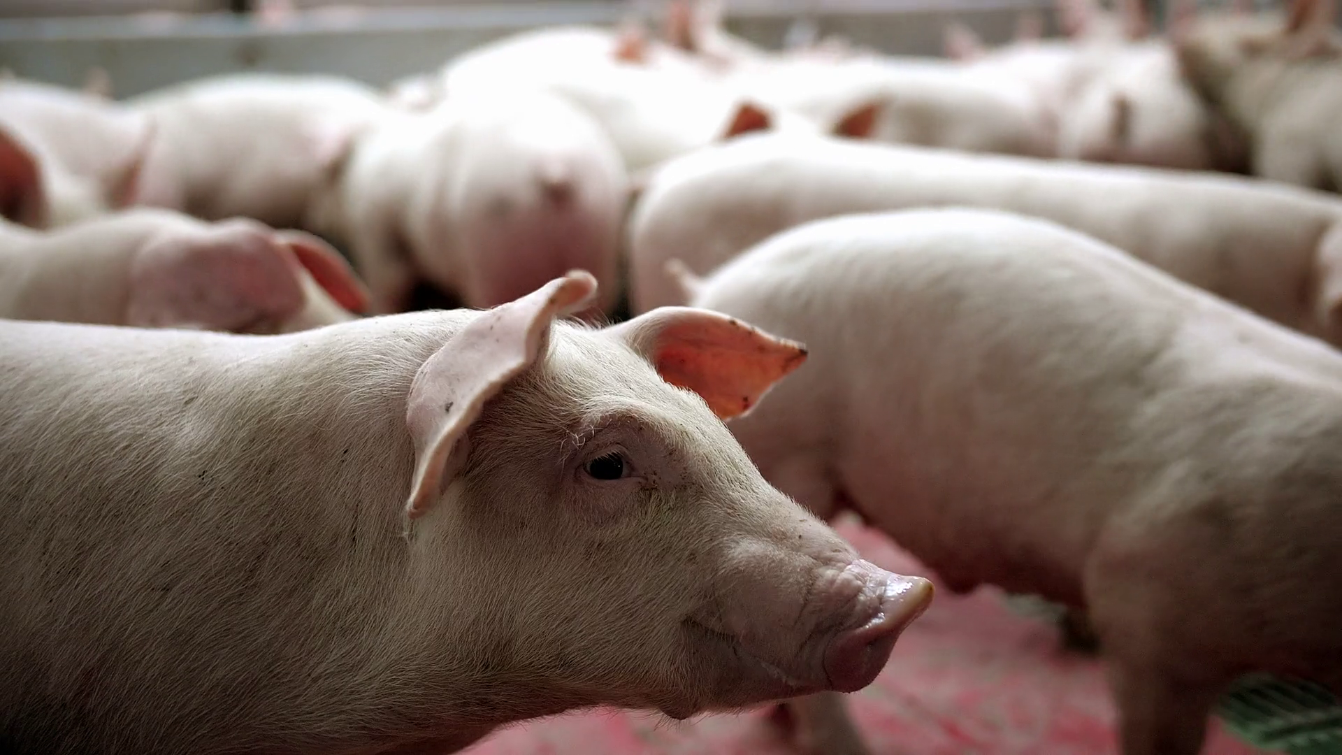 Piglets Pigs Waiting Feed On Farm Stock Footage SBV-322205687 - Storyblocks
