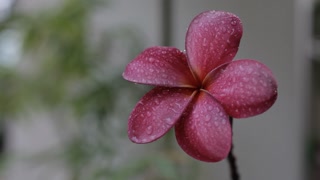 CU Raindrops on petals of pink frangipani