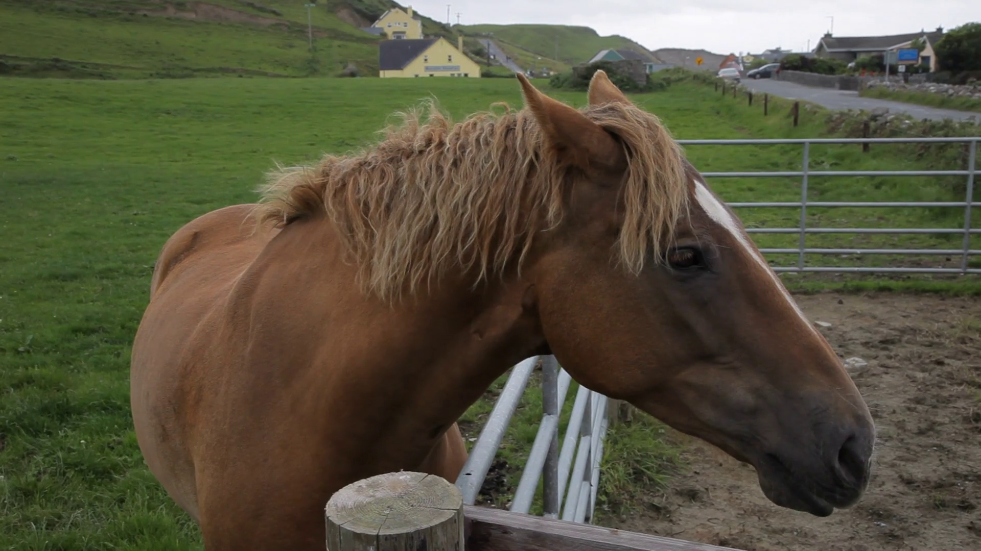 Mh Horse Shaking Mane / Ireland Stock Footage SBV311371422 Storyblocks