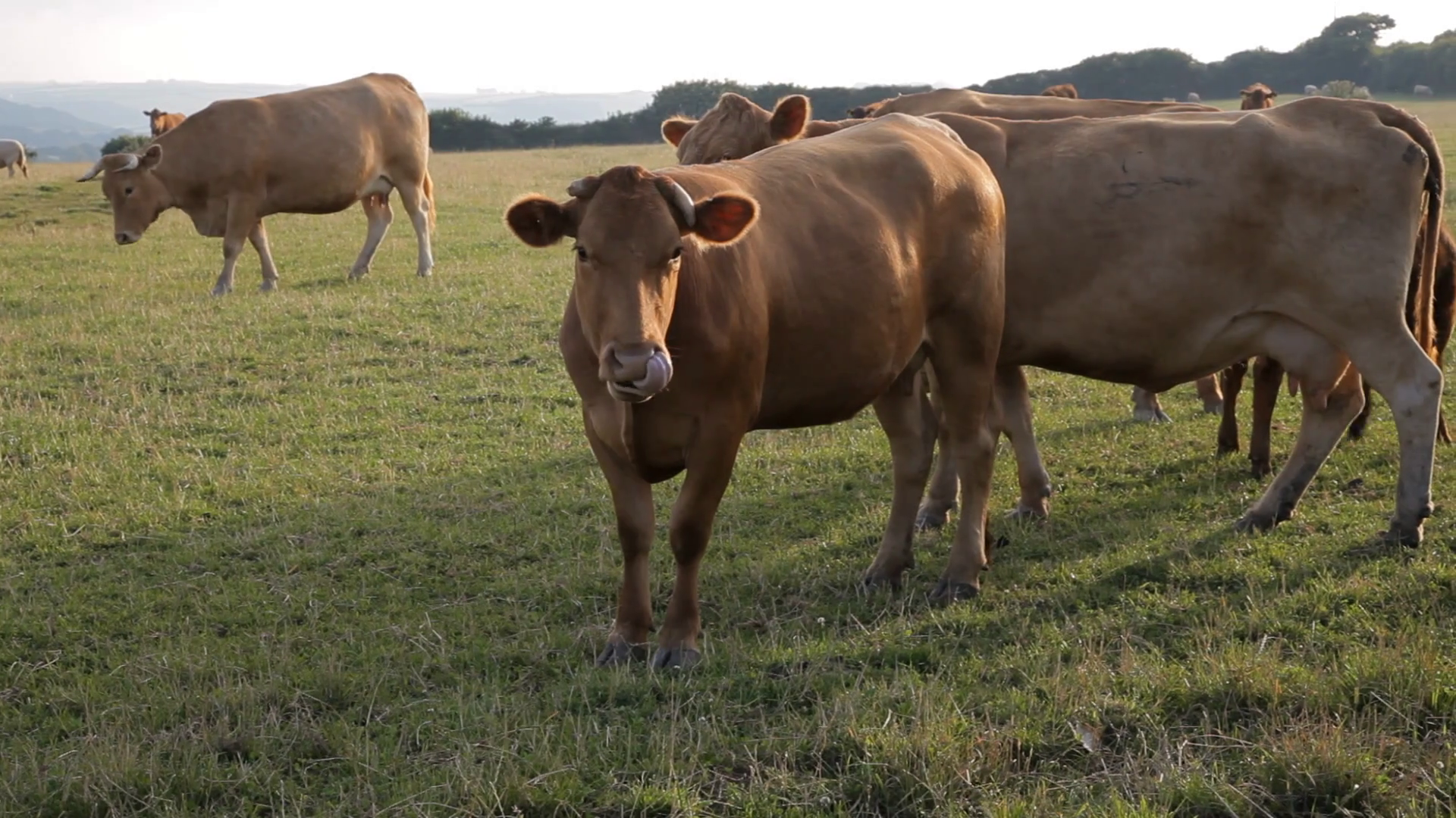 WS Cows Grazing in Countryside / Cornwall, England, UK Stock Video Footage 0008 SBV311371280