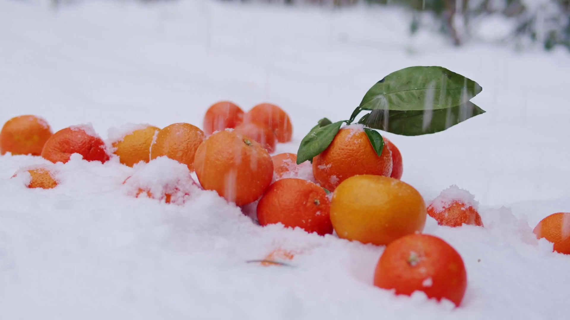 Close Up View Of Oranges In Winter Snow Stock Footage SBV-351736054 ...