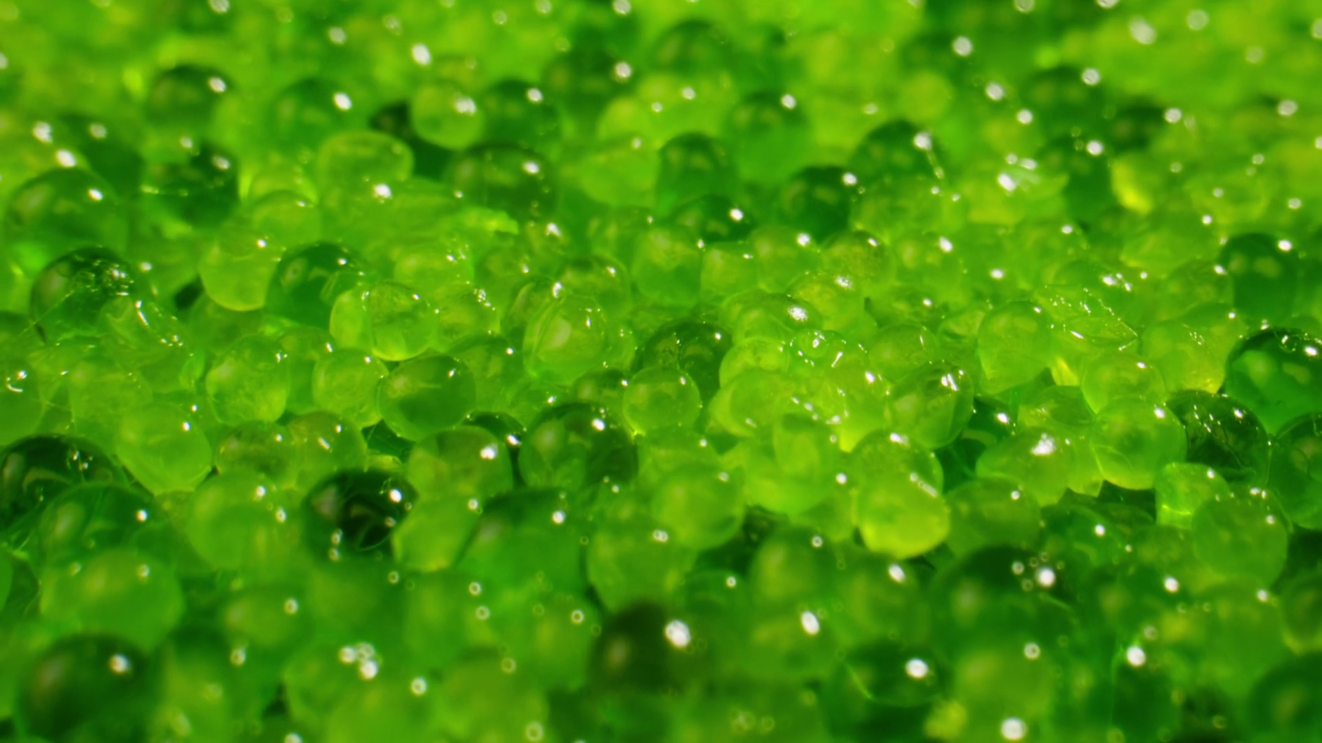 Tobiko Roe Flying Fish Roe Full Frame Macro Stock Footage SBV-352847468 ...
