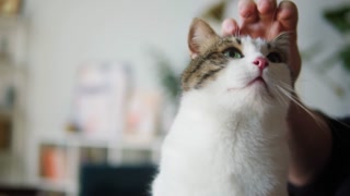 Cat being pet in living room. Domestic animal at home. Hand stroking grey kitten up close. Furry pedigreed pet relaxing. Little best friends.