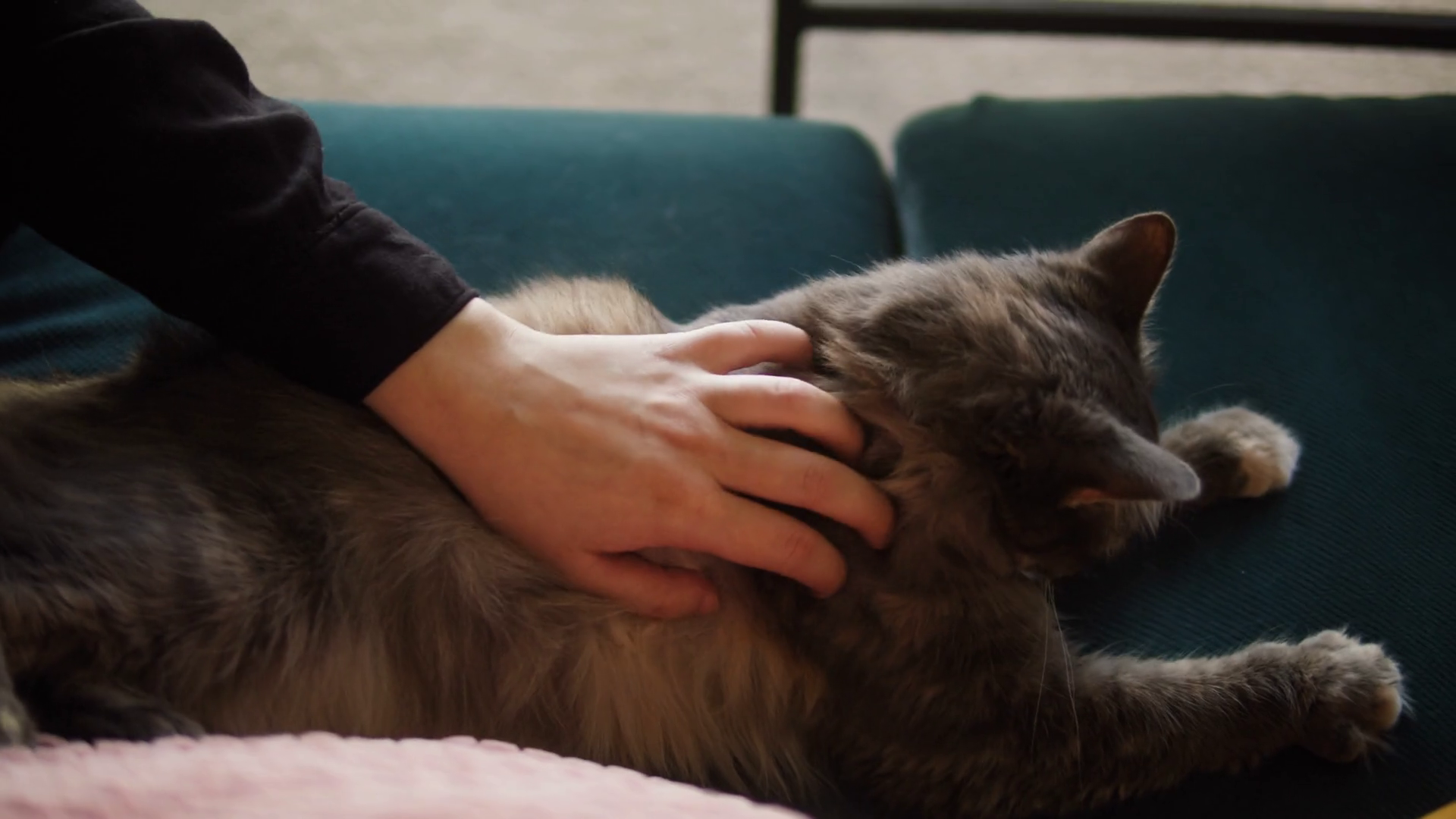 Petting Cat Lying On Sofa In Living Room Stock Footage SBV346704879