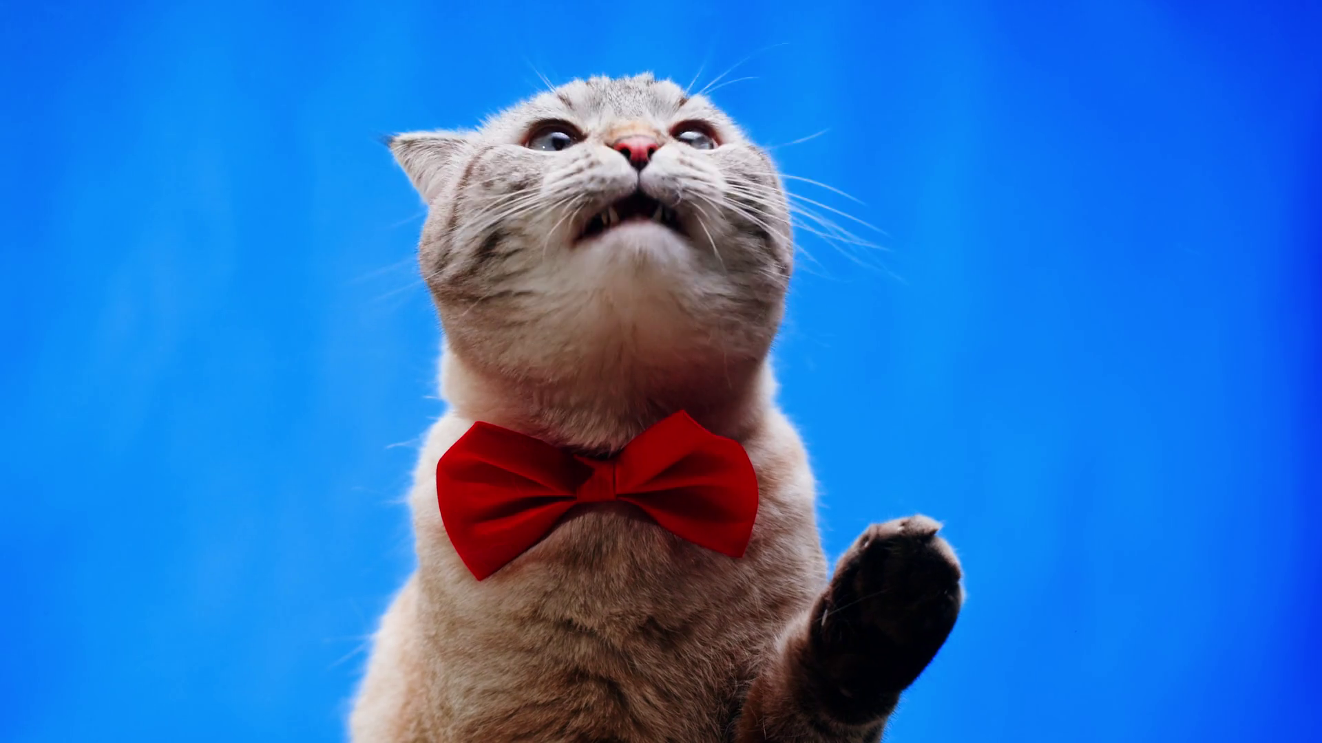 Cat Licking Glass On Blue Background Stock Footage SBV346952446