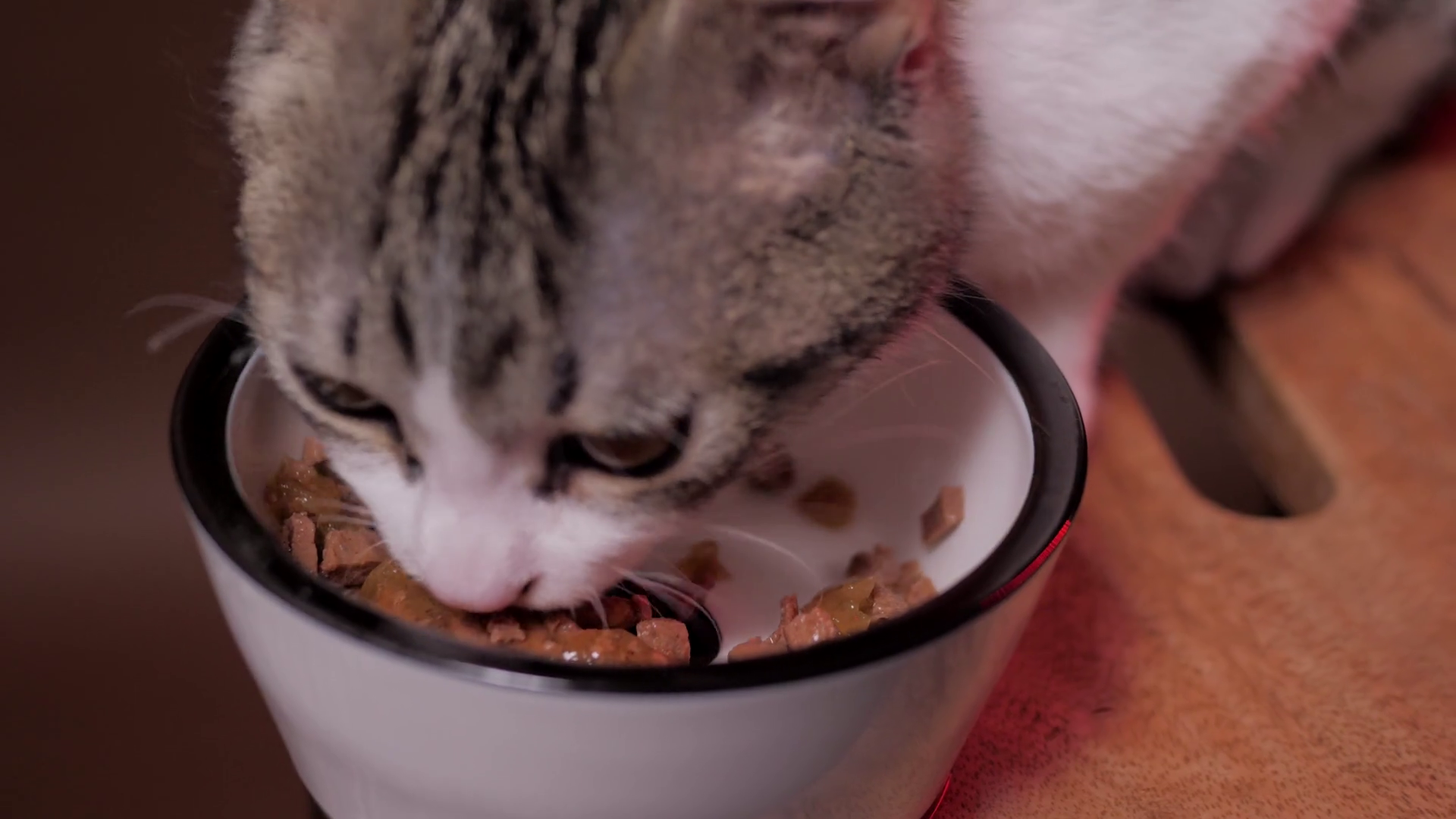 Kitten Eating Food From Bowl Little Hungry Stock Footage SBV346405086