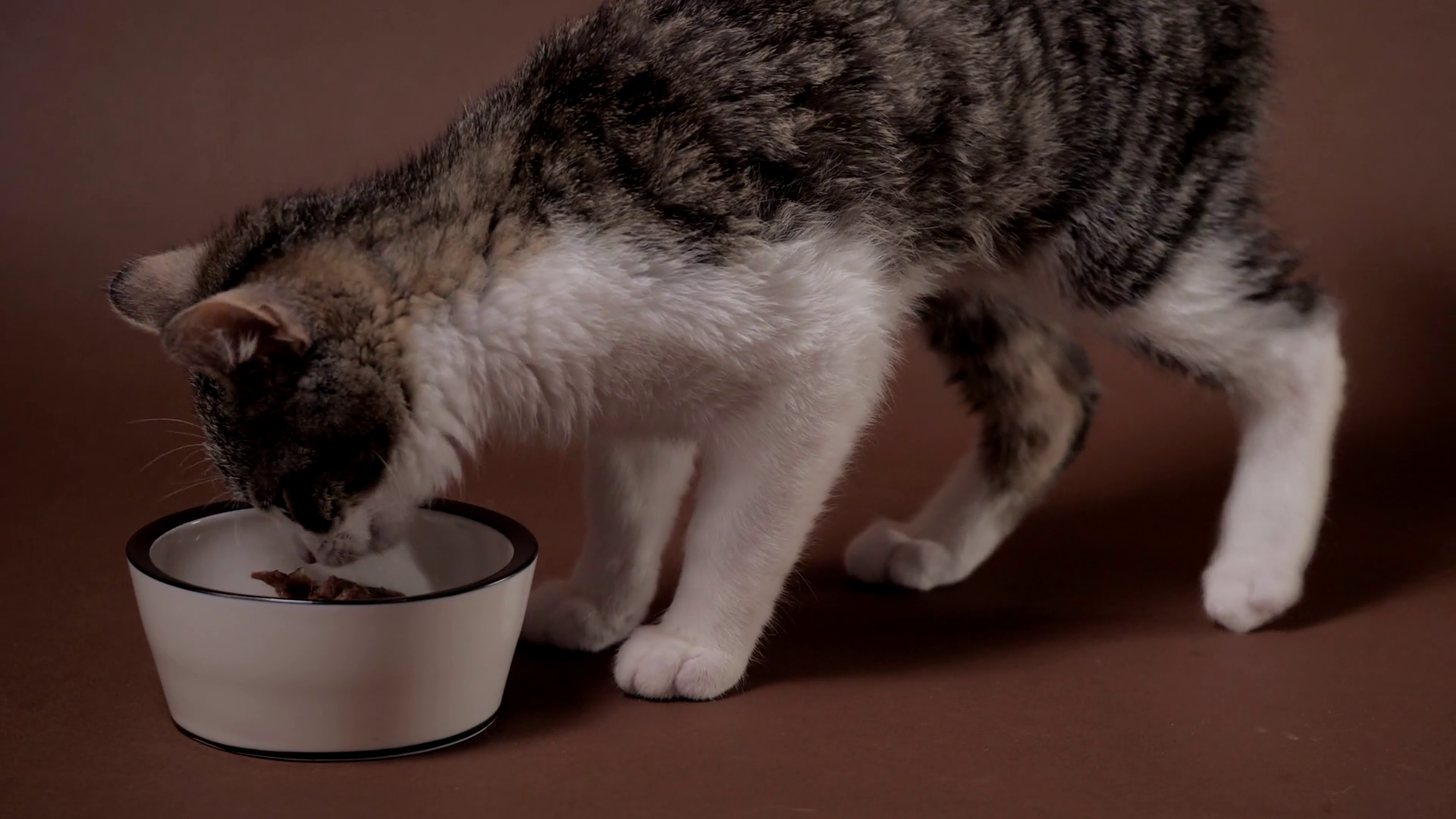 Kitten Eating Food From Bowl Little Hungry Stock Footage SBV346405694