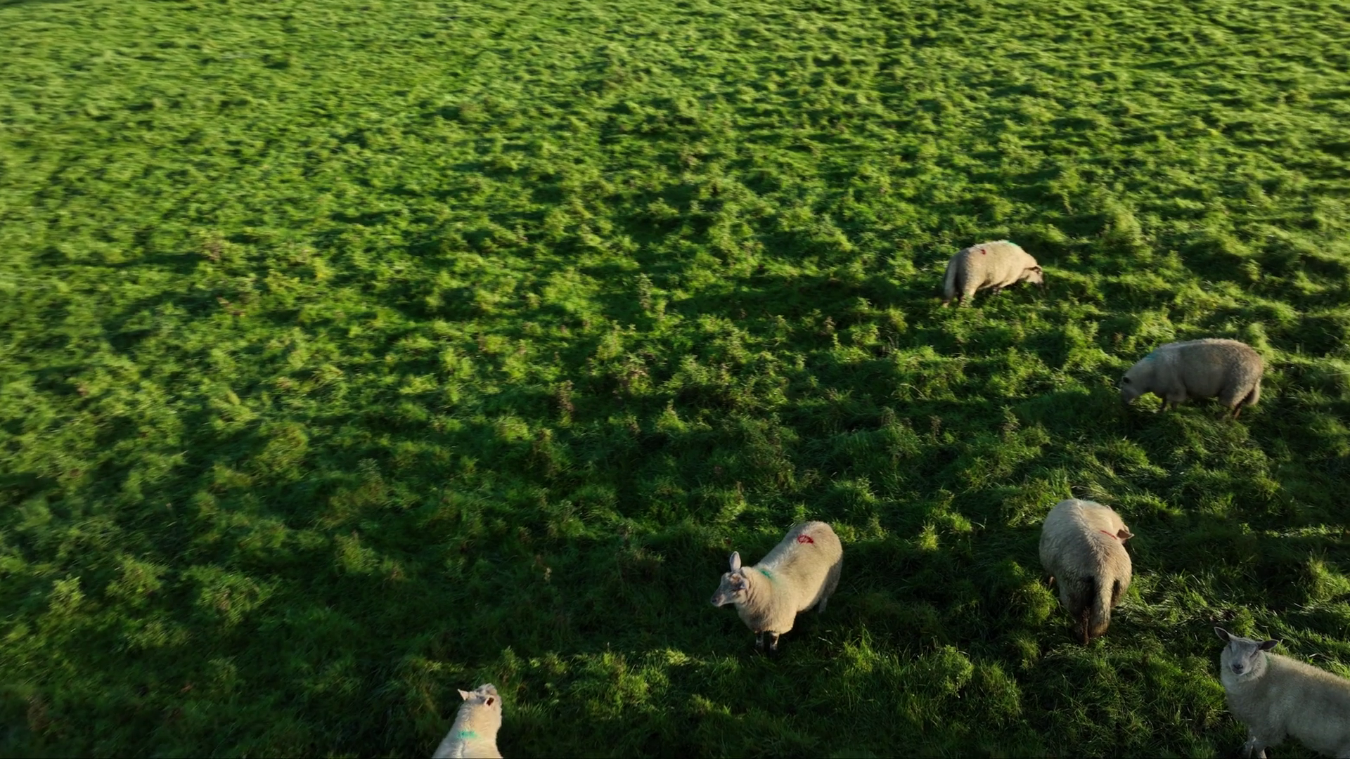 Sheep Graze On Green Hill In 4k Stock Footage SBV-348838973 - Storyblocks
