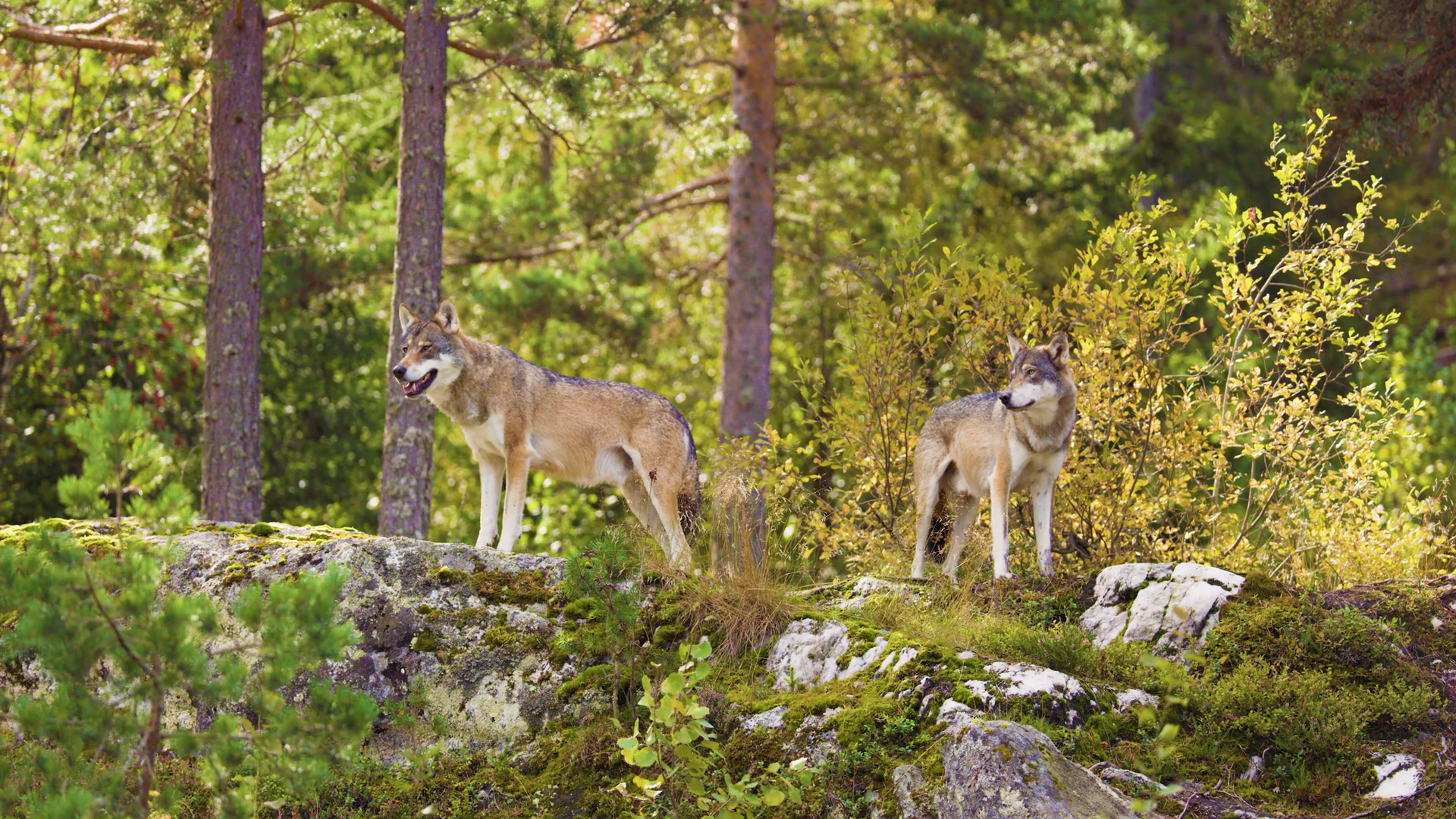 Two Gray Wolves In Scandinavian Forest: Stock Footage SBV-351838879 ...
