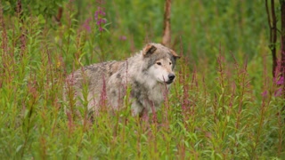 Old male grey wolf looking for enemies in beautiful green nature