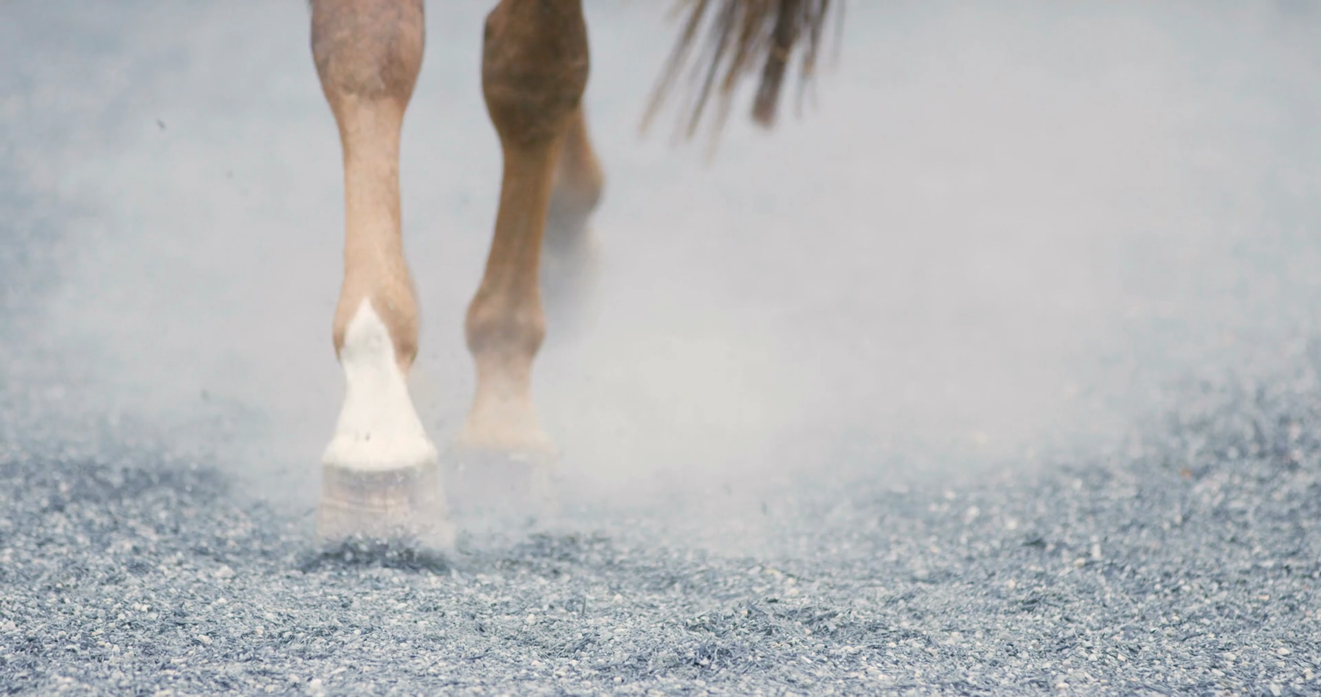 Closeup Of Horse Hooves Walking On Sandy Stock Footage SBV315810849