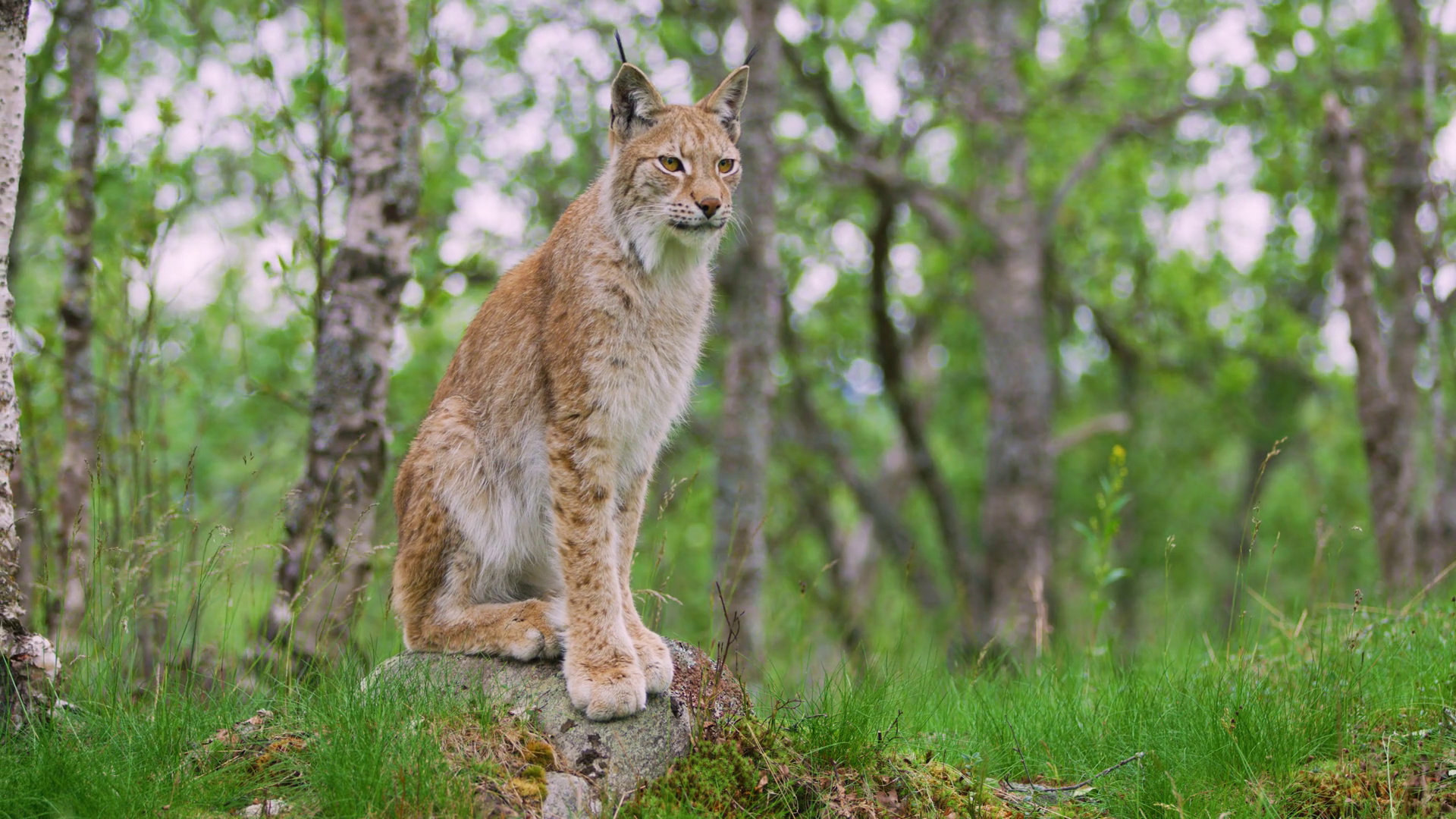 Full Body Portrait Of European Lynx Sitting Stock Footage SBV330389693