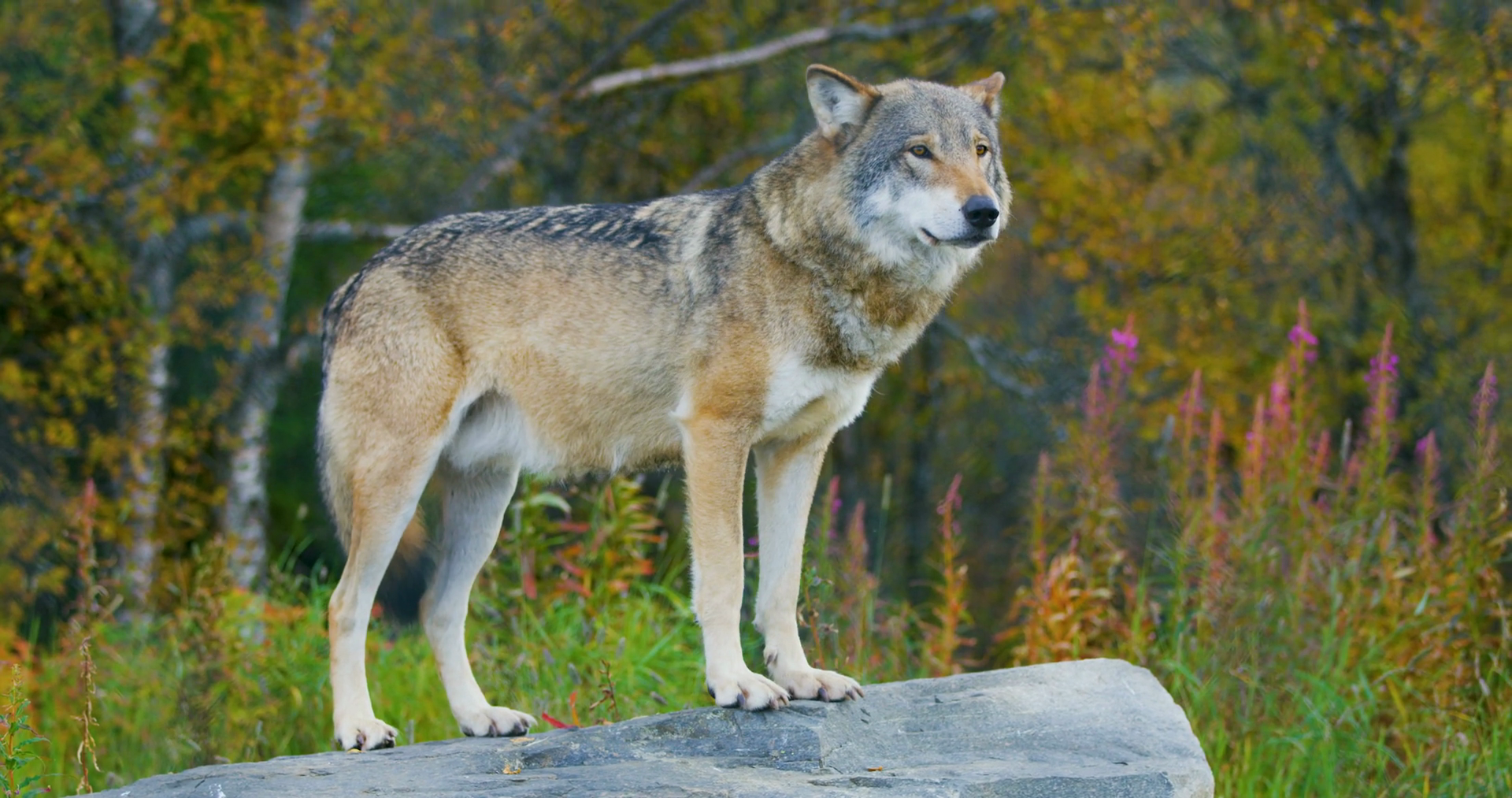 Large grey wolf standing on a rock in the forest Stock Video Foot