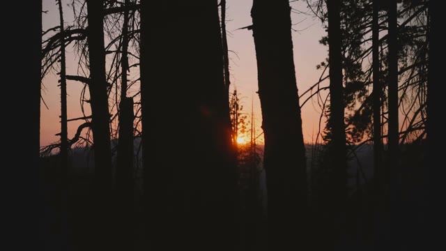 Moving Tree Stock Footage: Royalty-Free Video Clips - Storyblocks