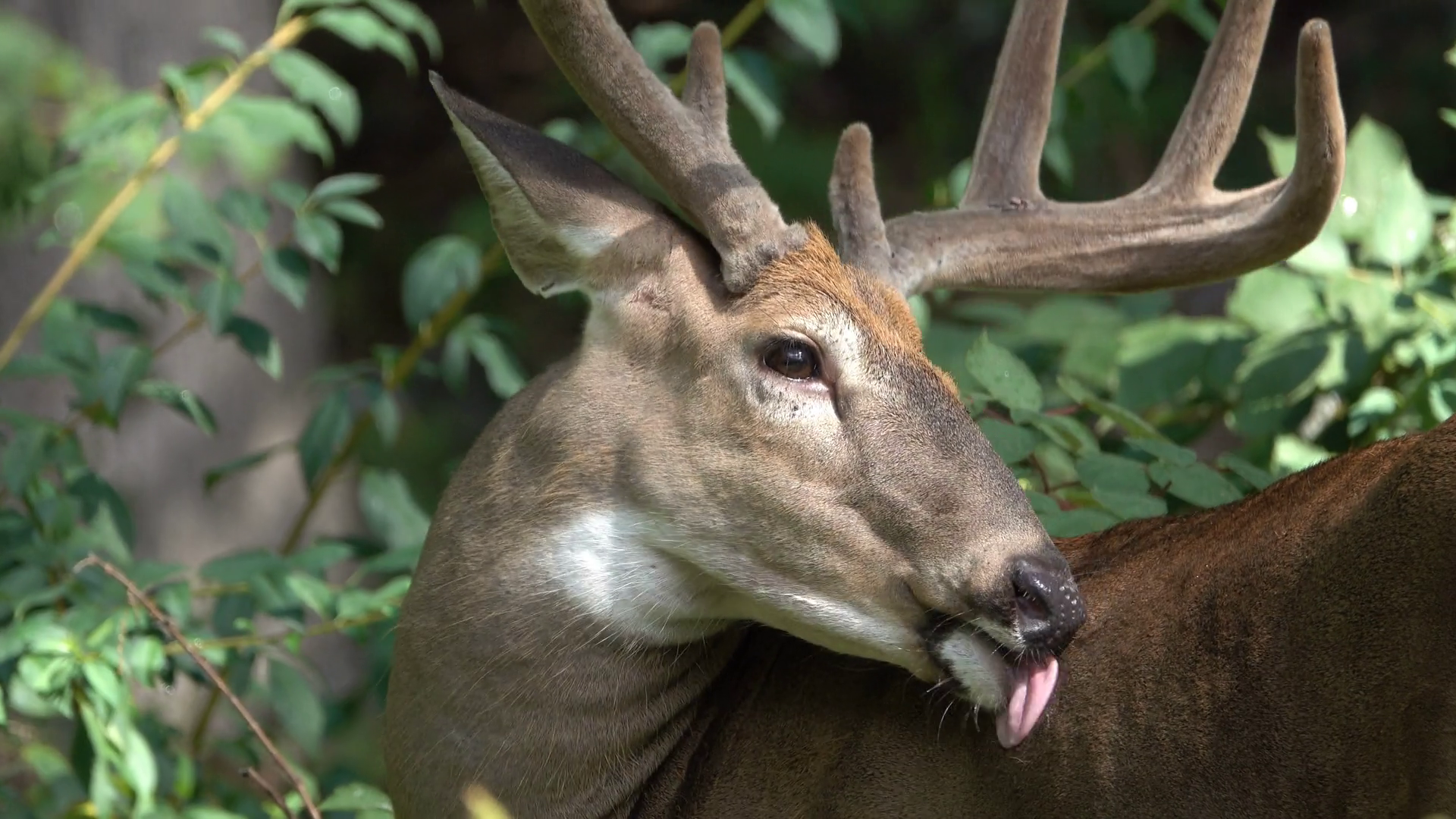 Male Deer Cleaning Coat Stock Footage SBV309791749 Storyblocks
