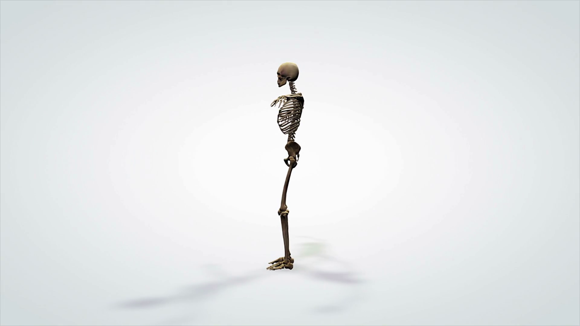 3d Anatomical Model Rotation Human Skeleton Stock Motion Graphics SBV ...