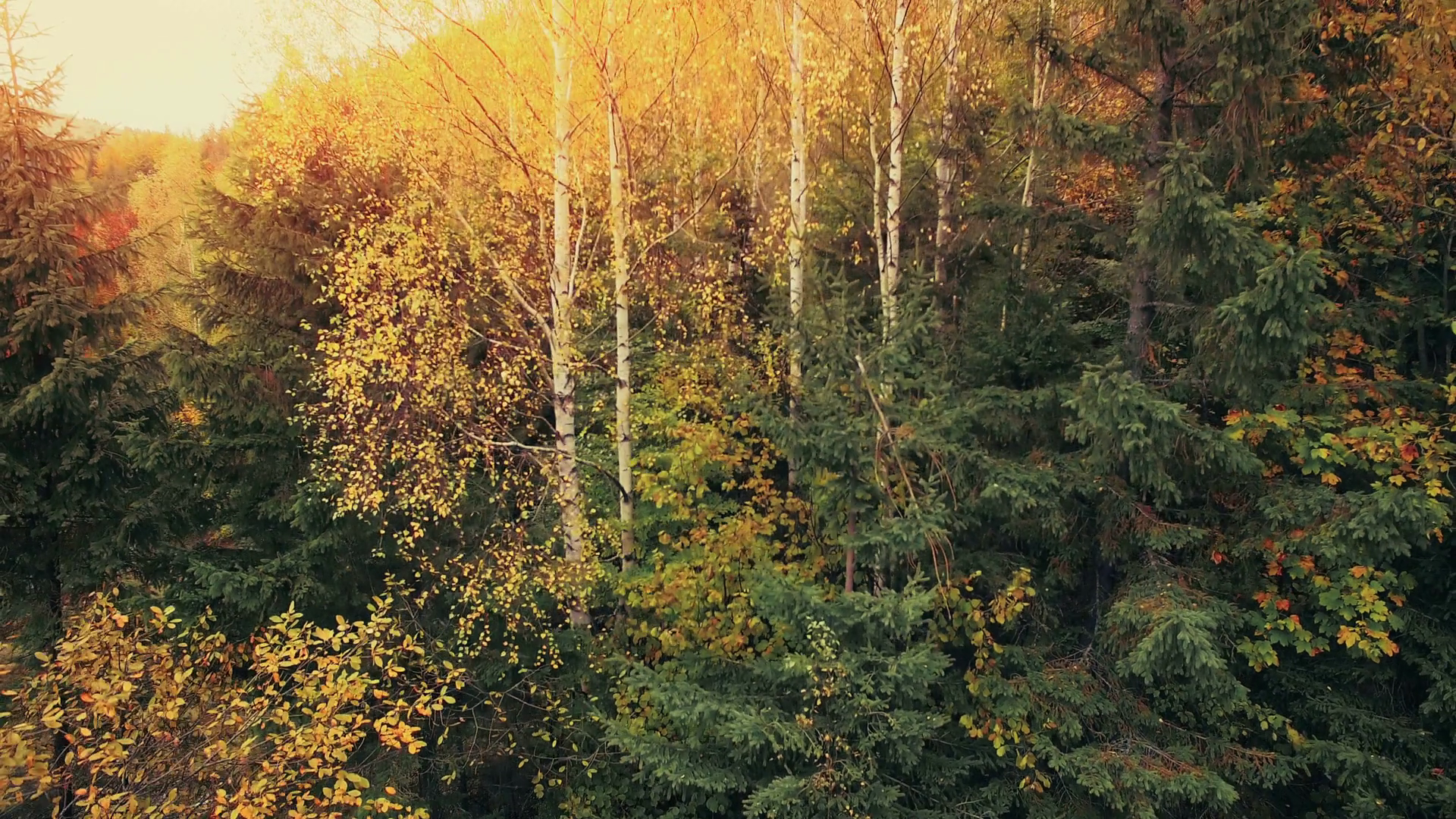 Aerial Drone Footage: Rise up panorama shooting of autumn ...