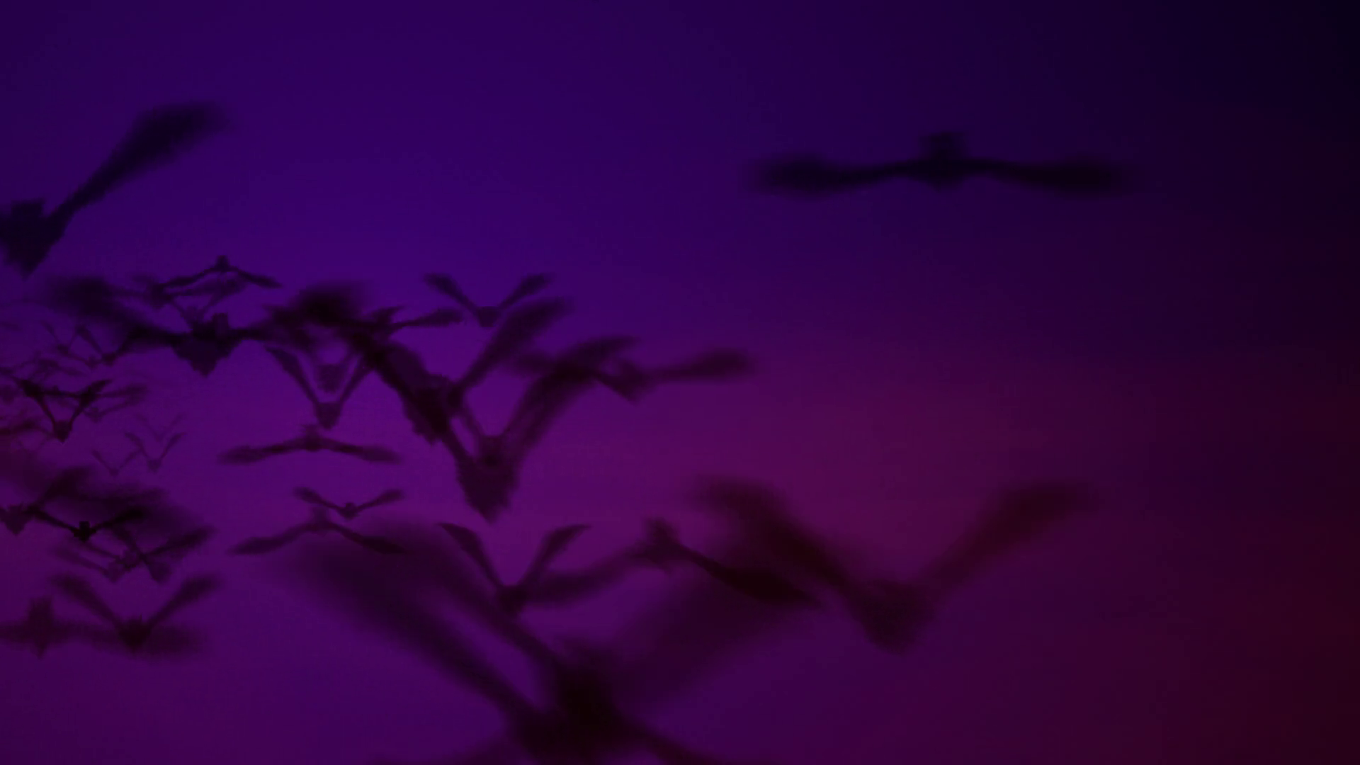 Bats Flying In Night Stock Motion Graphics SBV300208935 Storyblocks