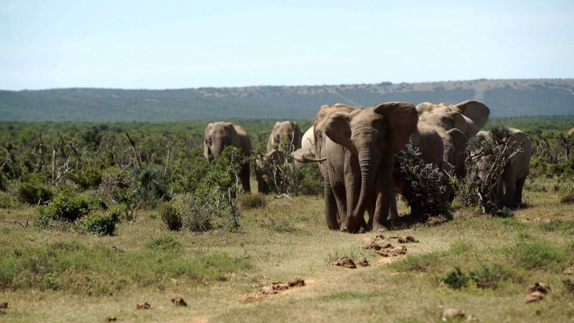 Big Herd Of Elephants Walking Towards The Camera In Addo Elephant National Park South Africa Stock Video Footage Storyblocks