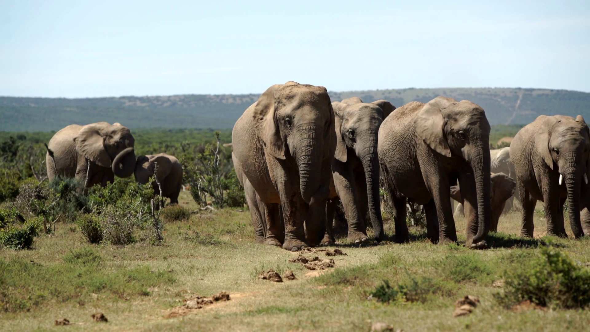 Big Herd Of Elephants Walking Towards The Camera In Addo Elephant National Park South Africa Stock Video Footage Storyblocks