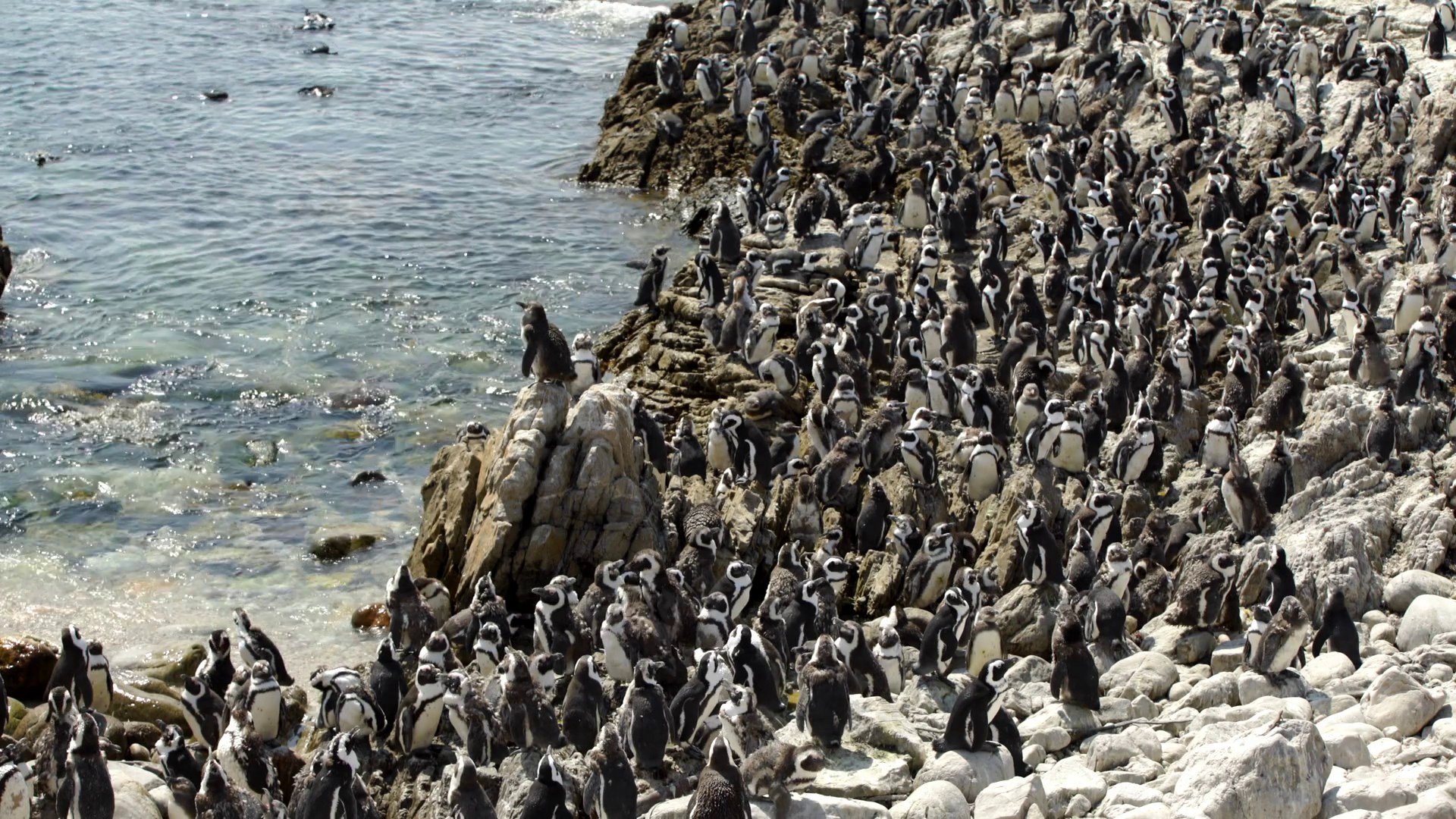 Big penguin colony at the rocks in Stony Point South Africa Stock Video