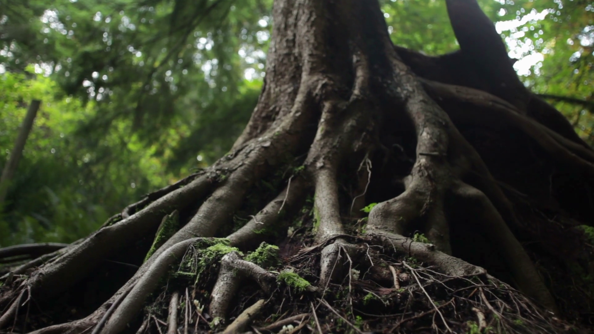 Big Tree Roots Stock Footage SBV-300095355 - Storyblocks