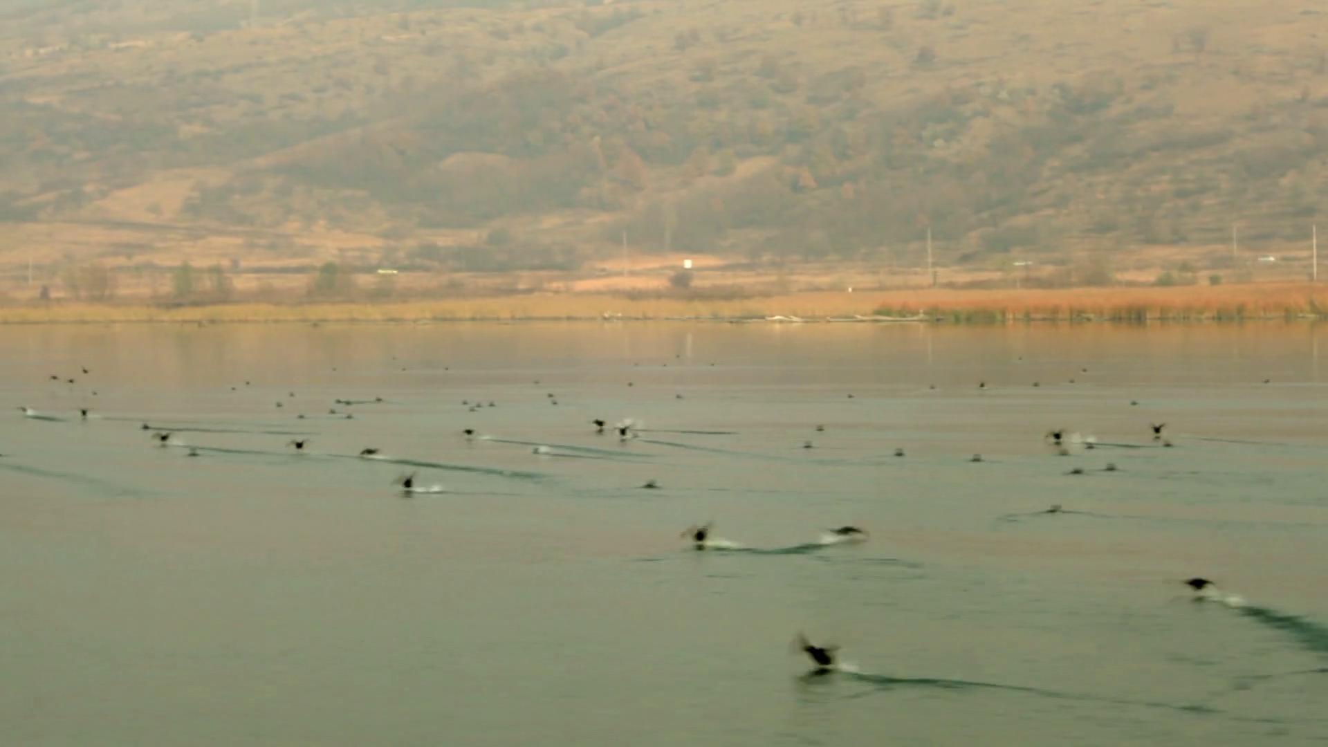 Birds Skimming Water Stock Footage SBV300124272 Storyblocks