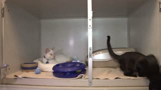 Black and White Cats in the Their Cages at Animal Shelter