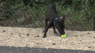 Black Dog Playing With Ball