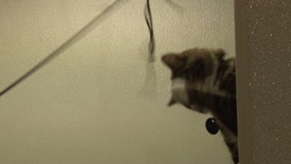 Cat Playing with String Cat Toy
