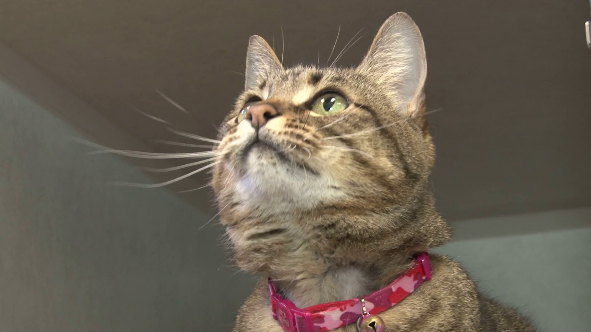 Cat Playing With String Toy Stock Footage SBV300124075 Storyblocks