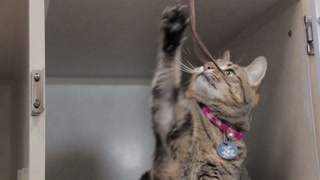 Cat Playing With String