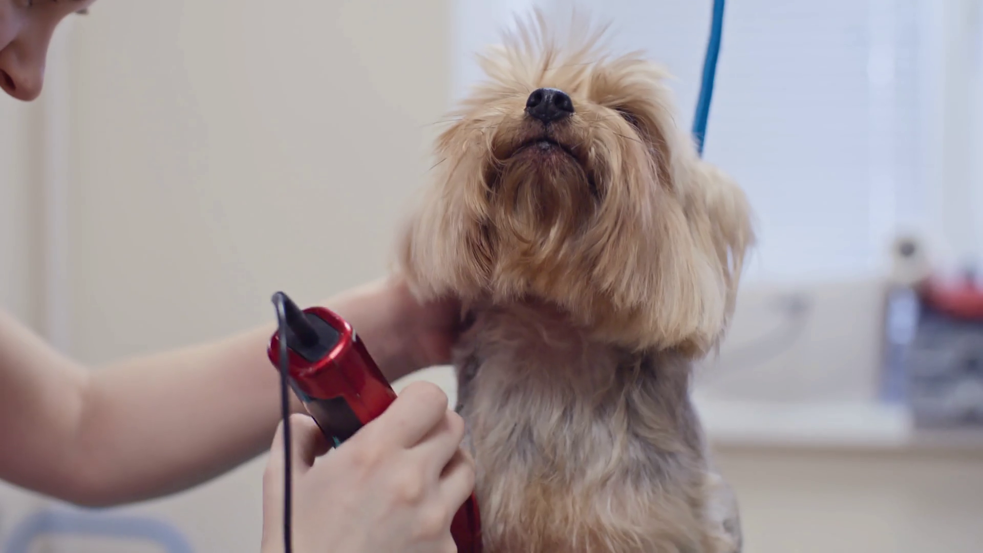 Close Up Of Cutting Hair Of Yorkshire Stock Footage SBV306807818