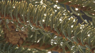 Close Up of Raindrops on Spruce