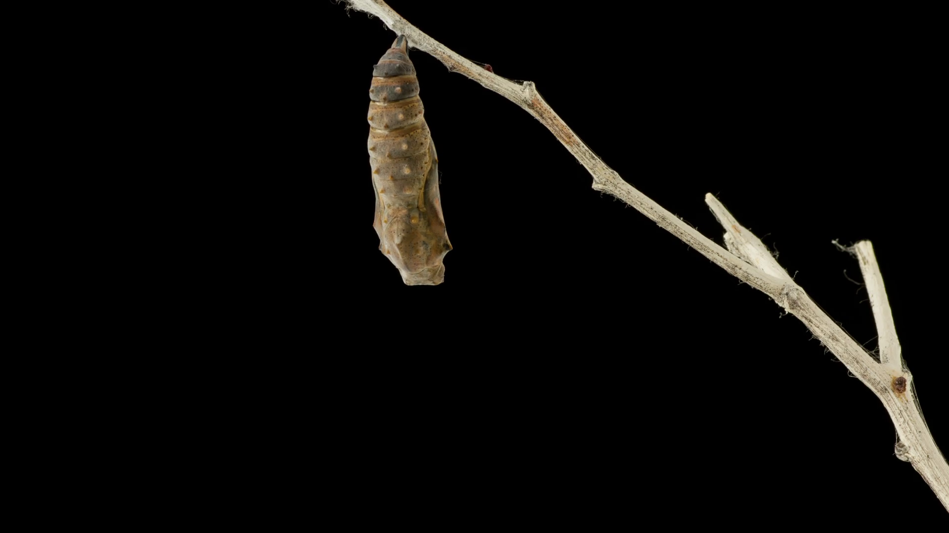 Cocoon Butterfly Time Lapse Stock Footage SBV308375787 Storyblocks