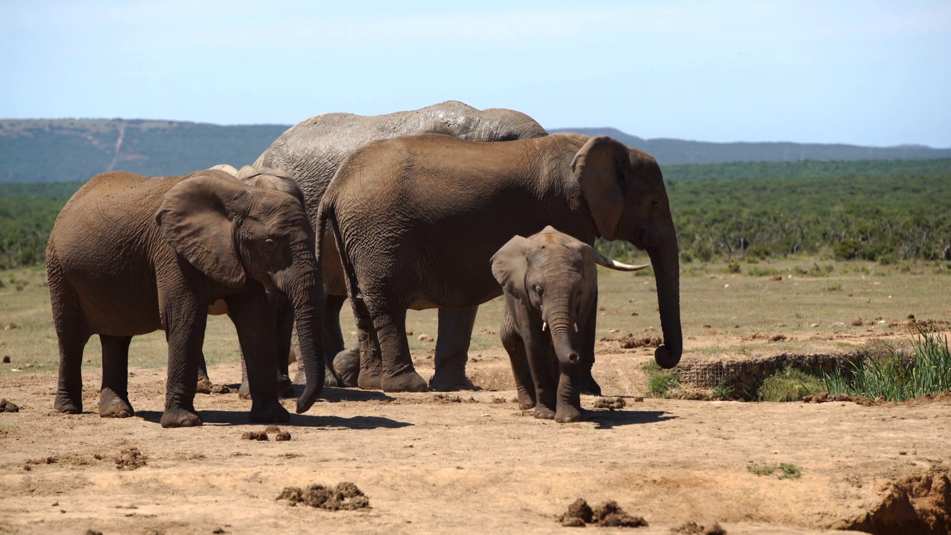 Cute Baby Elephant Walks Towards The Camera In Addo Elephant National Park South Africa Stock Video Footage Storyblocks