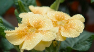 Drops of water fall on a yellow flower