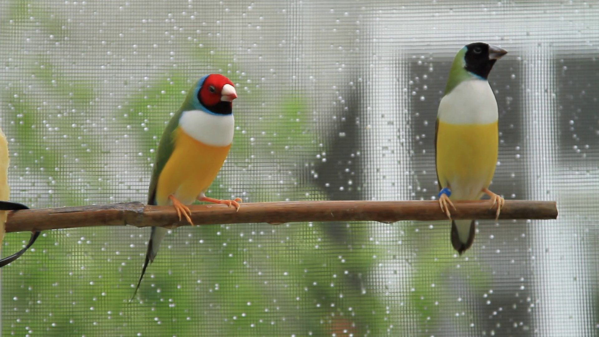 Finches On Perch Stock Video Footage 0030 SBV300077173 Storyblocks