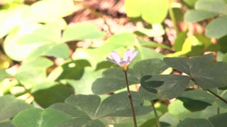 Flower in Midst of Forest