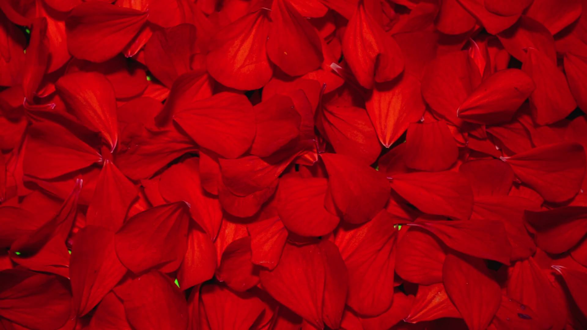 Flower Petals on Green Screen Stock Video Footage Storyblocks