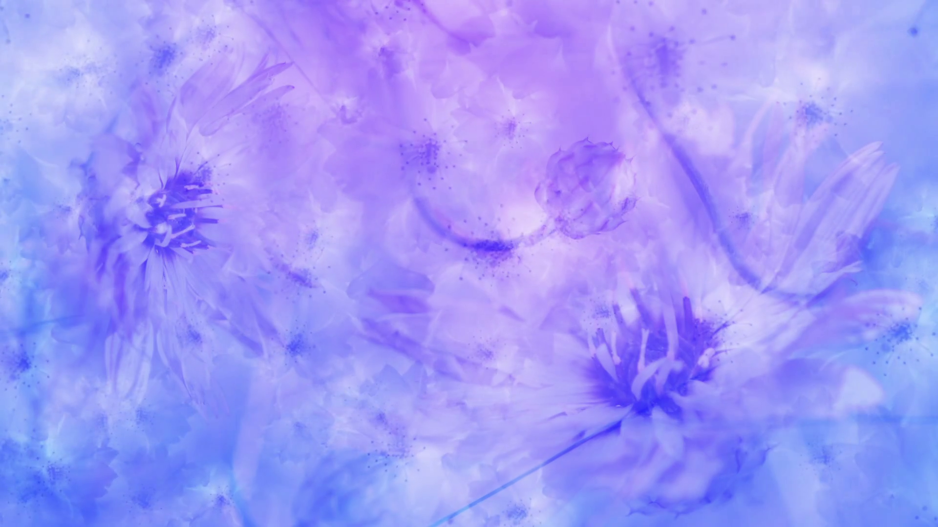 Flowers background animation loop Motion Background 0012 SBV306137329