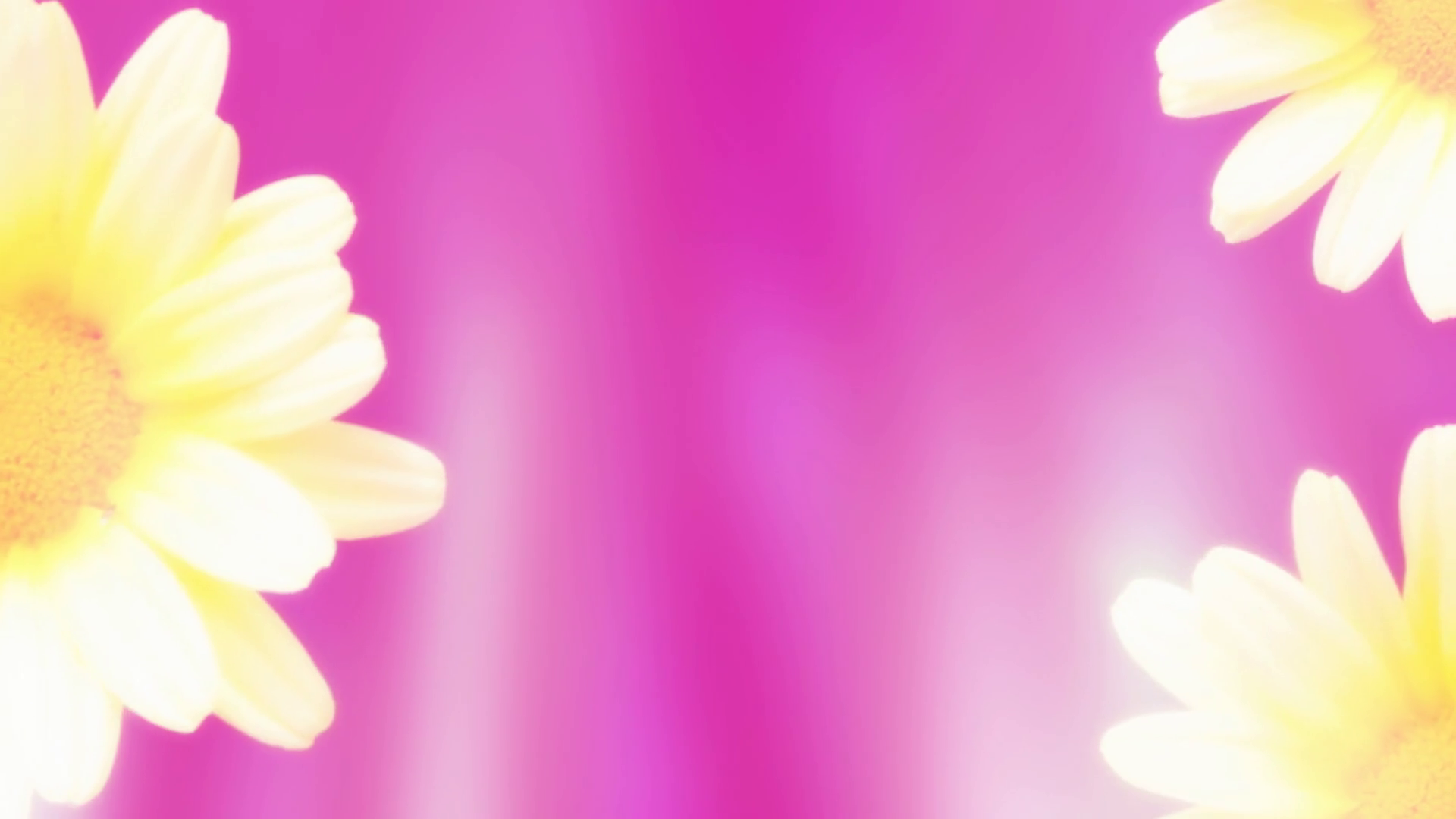 Flowers On Pink 2 Motion Background - Storyblocks