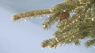 Glistening Spruce Droplets