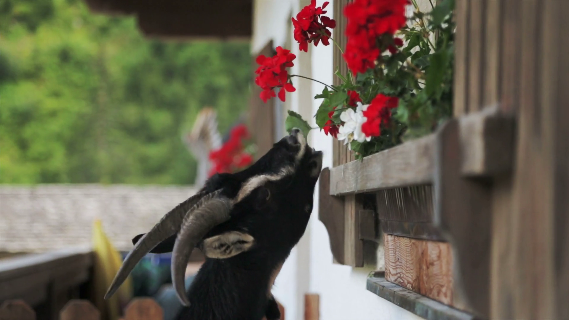 Goat eating flowers Stock Video Footage 0009 SBV301943196 Storyblocks