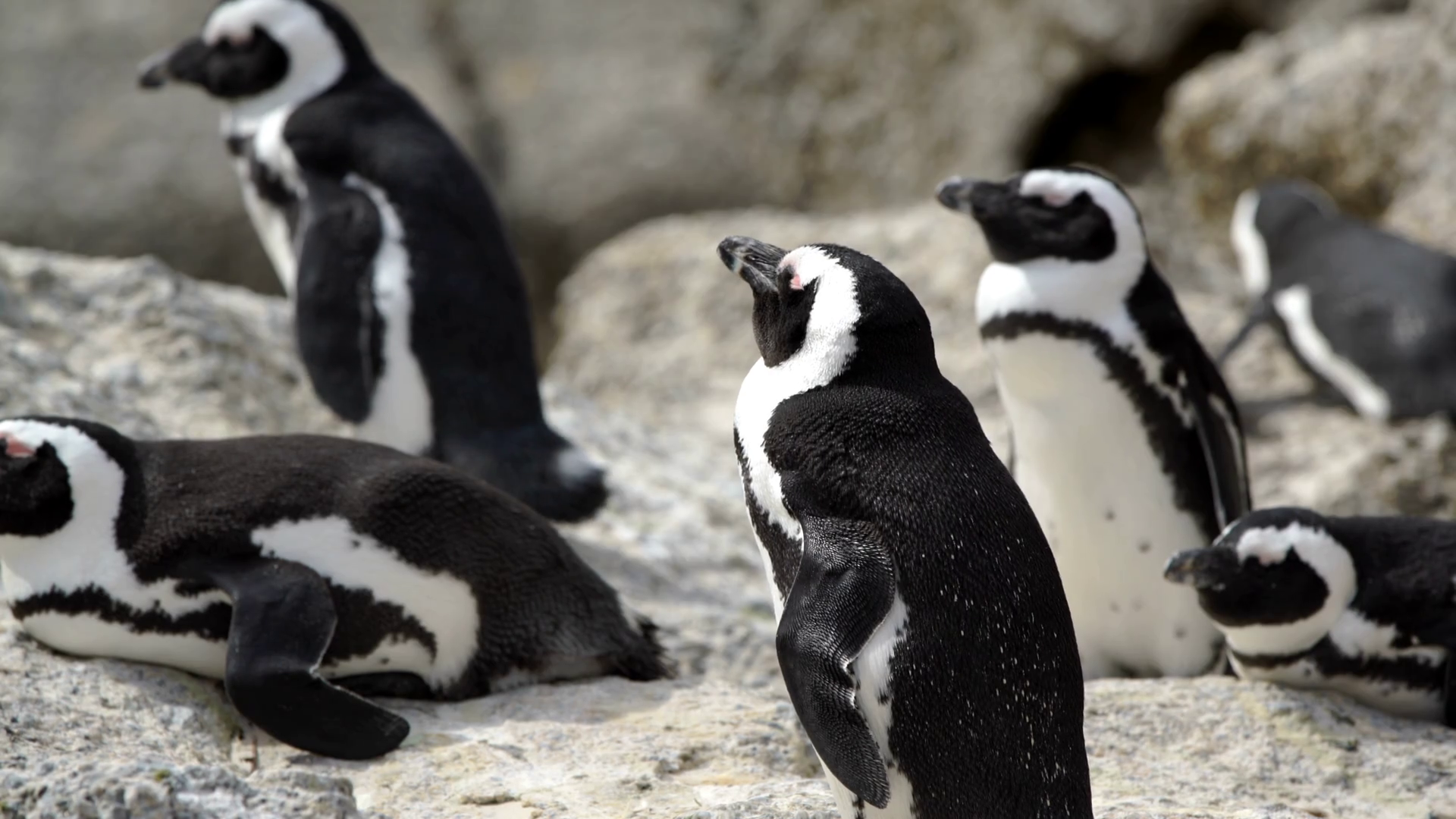 Group Of Penguins At Boulders Beach In Cape Stock Footage SBV-305911476